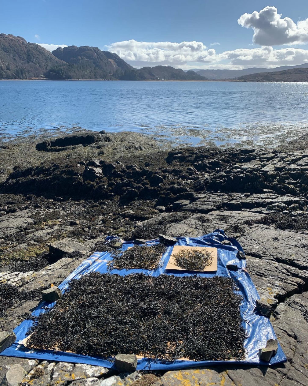 Cyanotype Seaweed Scotland