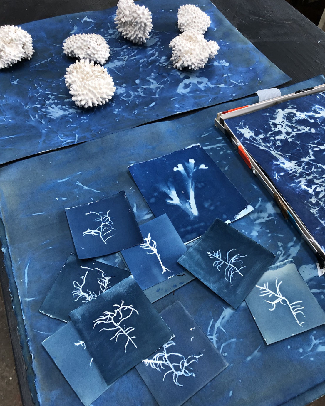 Cyanotype Seaweed Scotland