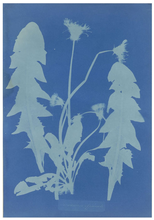 Anne Atkins